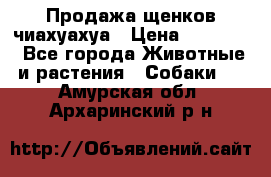 Продажа щенков чиахуахуа › Цена ­ 12 000 - Все города Животные и растения » Собаки   . Амурская обл.,Архаринский р-н